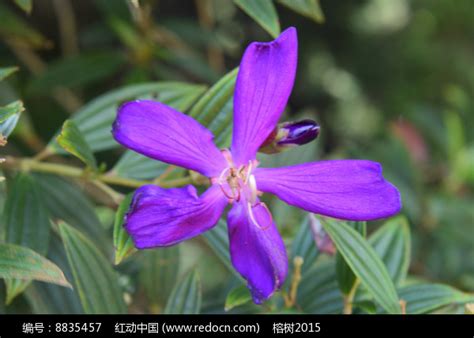 五片花瓣|五瓣花类植物